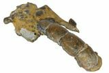 Fossil Mud Lobster (Thalassina) - Australia #109300-1